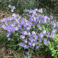 Phlox divaricata ‘Blue Moon’ growing in a garden and flowering in mid-April