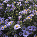 Raydon’s Favorite Aster flowering in a garden during the month of October