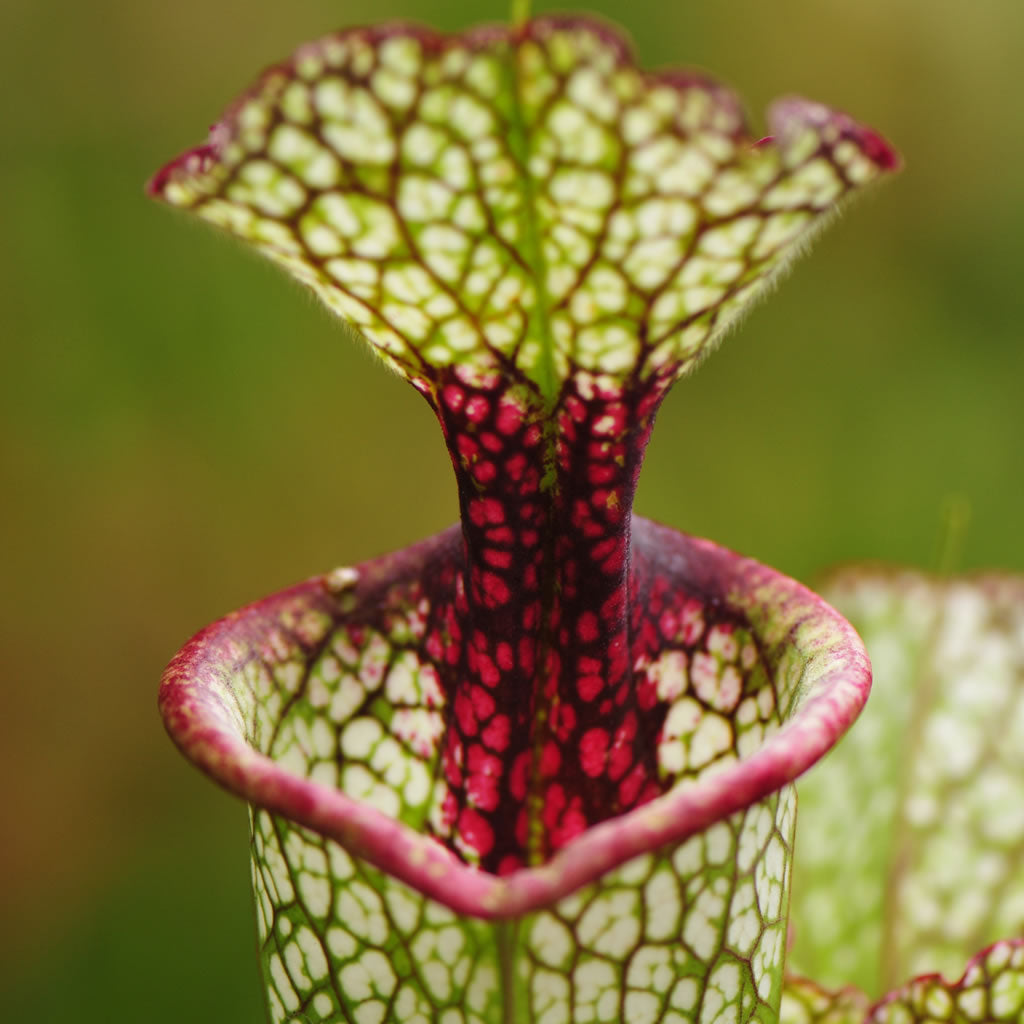 Sarracenia 'Leah Wilkerson' Pitcher Plant | Growing Wild Nursery