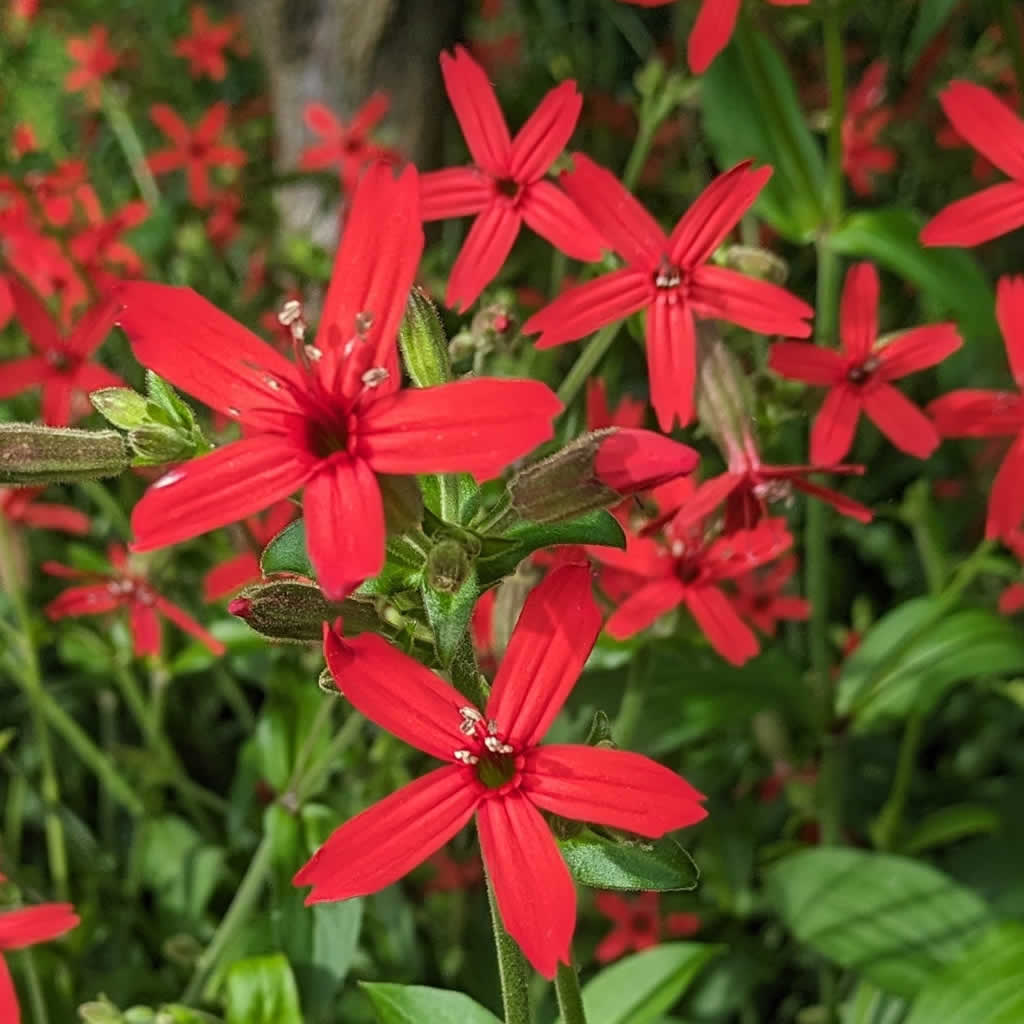 Silene virginica (Fire Pink) plants for sale | Growing Wild Nursery