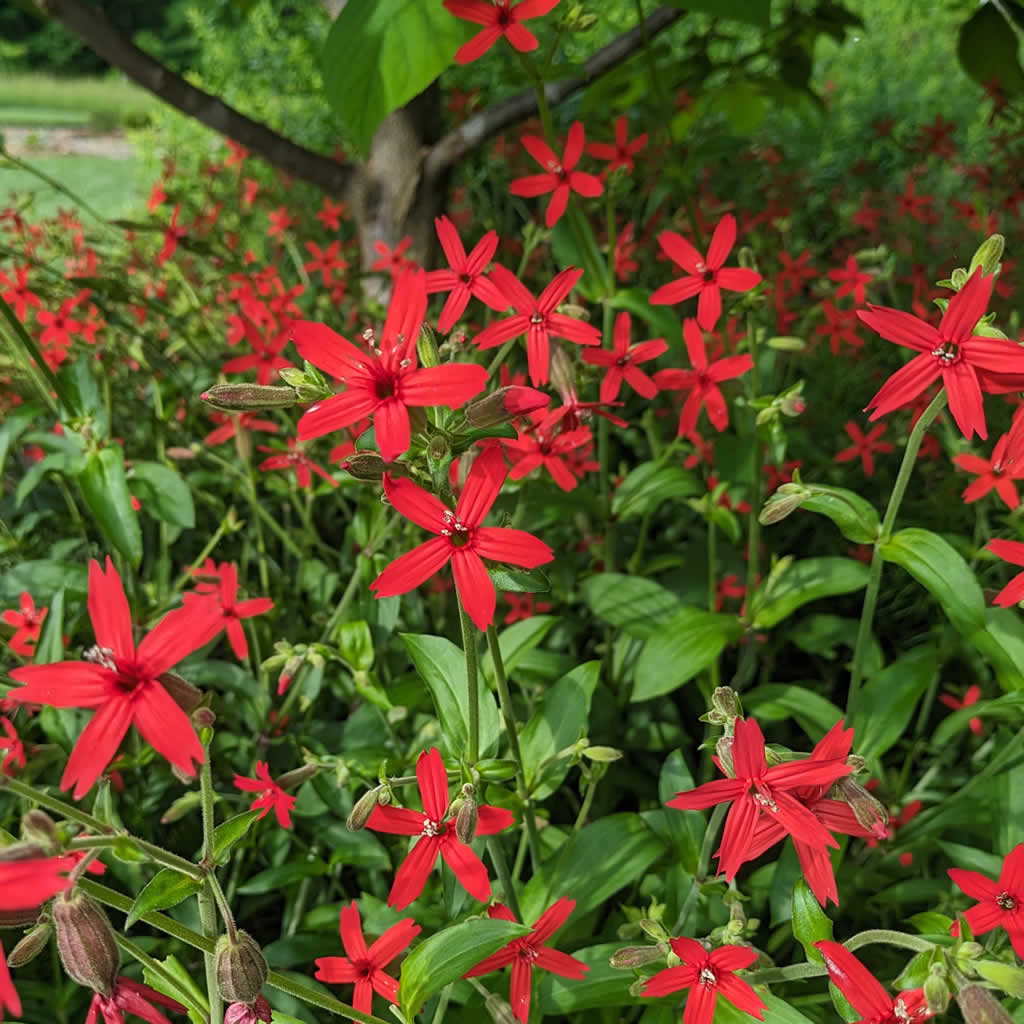 Silene virginica (Fire Pink) plants for sale | Growing Wild Nursery