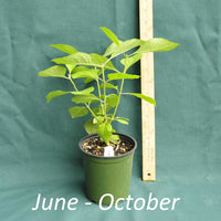 American Beautyberry plant in a 4 x 5 in. (32 fl. oz.) nursery container between June to October