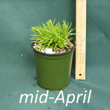 Sandhills Blue Star in a 4 x 5 in. (32 fl. oz.) nursery container in mid-April 