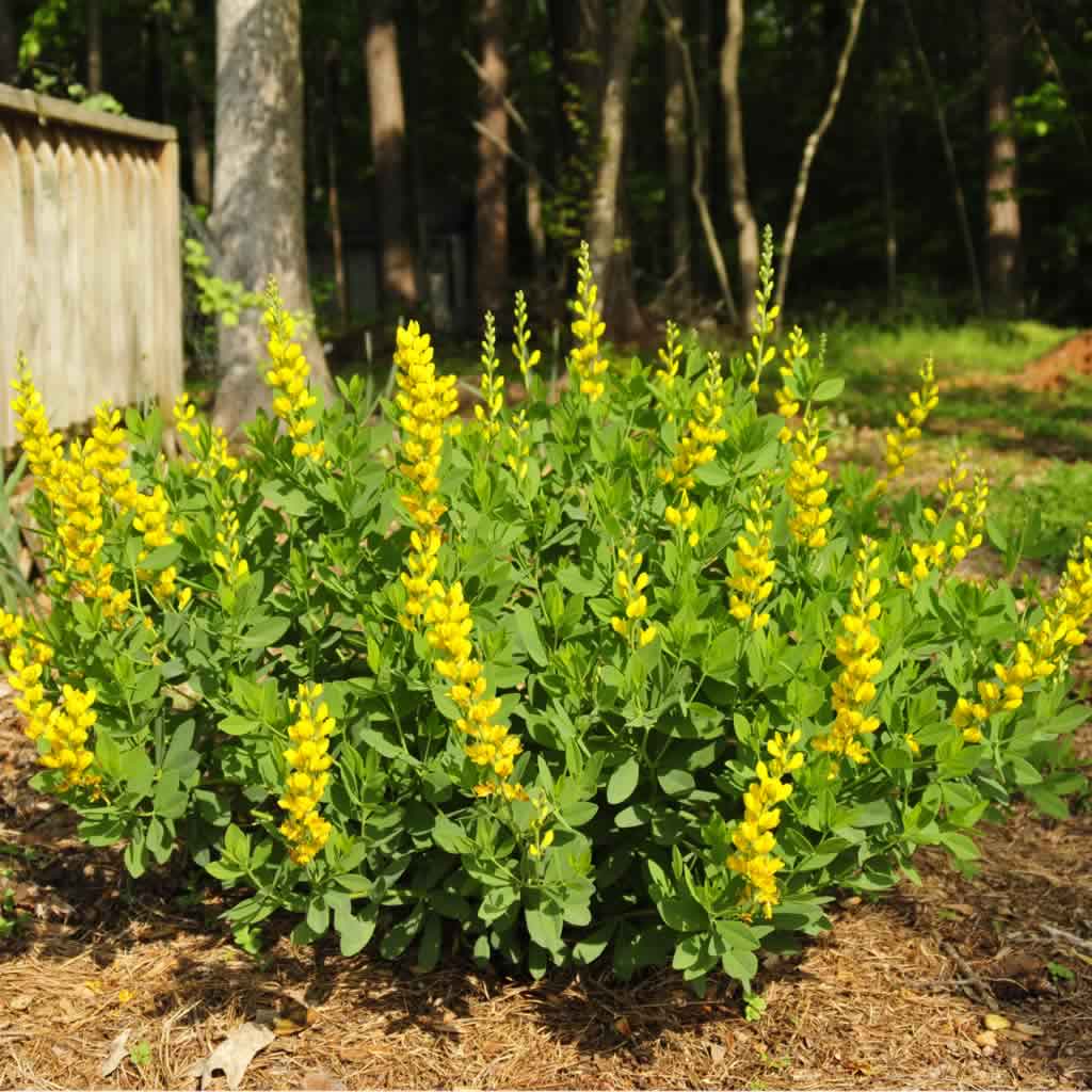 Baptisia 'Screamin' Yellow' (False Indigo)