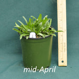 Public Domain Coneflower in a 4 x 5 in. (32 fl. oz.) nursery container in mid-April