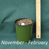 4 x 5 in. (32 fl. oz.) nursery container with a dormant plant from November through February