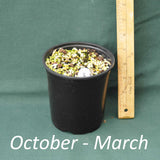 4 x 5 in. (32 fl. oz.) nursery container with a dormant Switchgrass plant from October through April
