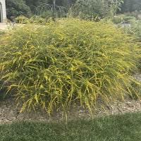 Fireworks Goldenrod plant starting to display its golden-yellow flowers in September