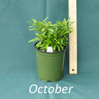 Carolina Phlox in a 4 x 5 in. (32 fl. oz.) nursery container in October