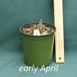Purple Smoke False Indigo in a 4 x 5 in. (32 fl. oz.) nursery container as it starts to emerge in early April
