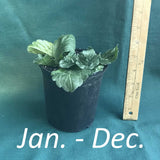 Erigeron ‘Lynnhaven Carpet’ in a 4 x 5 in. (32 fl. oz.) nursery container from January to December