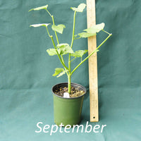 Seashore Mallow in a 4 x 5 in. (32 fl. oz.) nursery container during the month of September