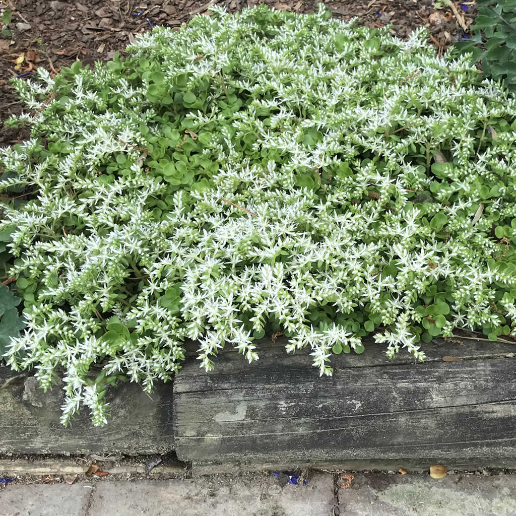stonecrop sedum succulent Woodland Stonecrop