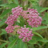 Close up of the pink-purple flowers of swamp milkweed