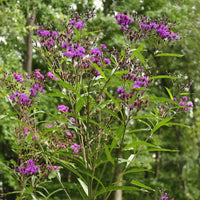 Vernonia 'Purple Pillar' showing its upright habit and dark purple flowers