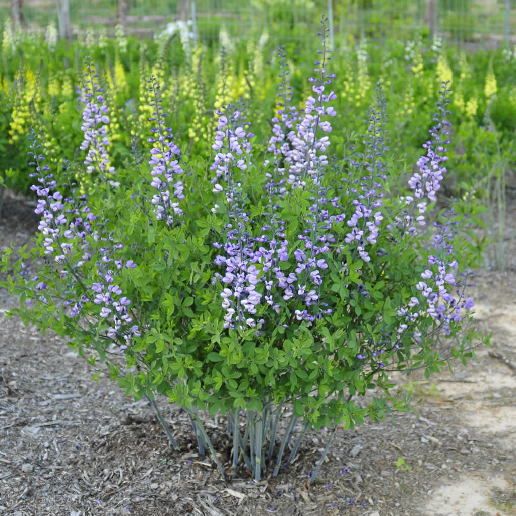 Baptisia - Frequently Asked Questions