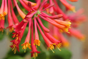 The Easiest Way to Propagate Coral Honeysuckle