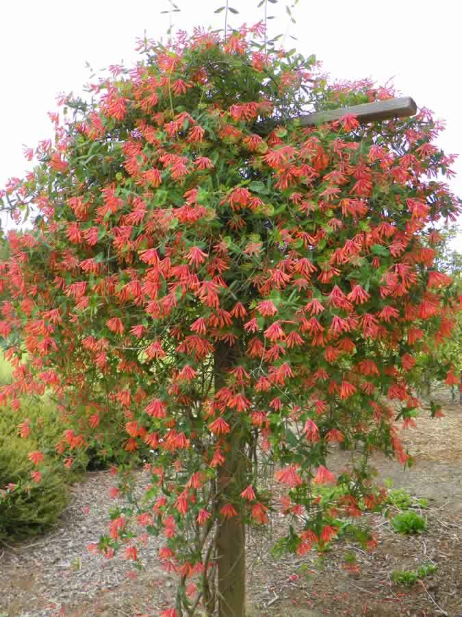 Building a Support for Coral Honeysuckle