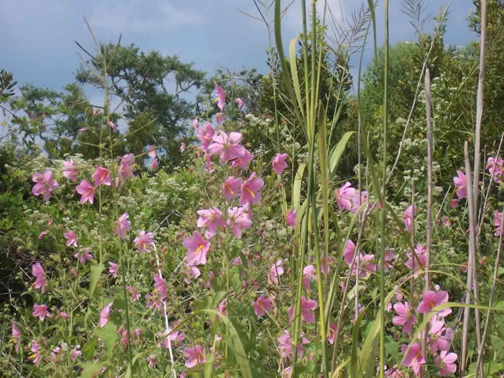 Seashore Mallow - A Plant with a Bright Future