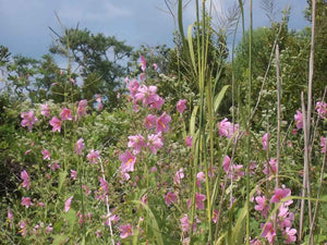 Seashore Mallow - A Plant with a Bright Future