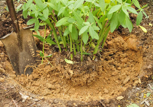How to Transplant and Divide False Indigo