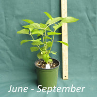 American Beautyberry plant in a 4 x 5 in. (32 fl. oz.) nursery container between June to September