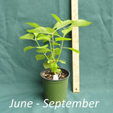 American Beautyberry plant in a 4 x 5 in. (32 fl. oz.) nursery container between June to September