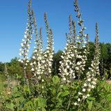 The vertical flower spikes of White False Indigo rise above the leaves 