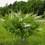The white flowered Baptisia alba growing in a meadow and flowering in late April