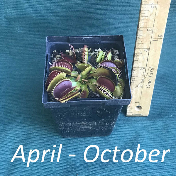 mouth plant pot Dionaea muscipula 'Big Mouth' (Venus Flytrap)