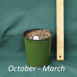 4 x 5 in. (32 fl. oz.) nursery container with a dormant plant from October through March