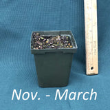 Indian Pink potted plant next to a ruler on a blue background with 'November - March' text for what plant will look like.