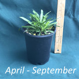 Fire Pink in a 4 x 5 in. (32 fl. oz.) nursery container between April and September 