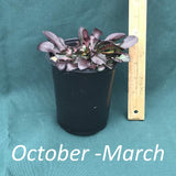 Fire Pink in a 4 x 5 in. (32 fl. oz.) nursery container between October and March