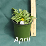 Potted plant with a yellow flower next to a ruler on a green background, labeled 'April'.
