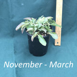 Potted plant with a ruler next to it on a teal background, indicating the season range from November to March.