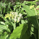 Maianthemum racemosum (False Solomon’s Seal) plant flowering in the woods in May 
