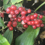 Maianthemum racemosum red berries in August