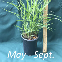 Panicum virgatum in a 4 x 5 in. (32 fl. oz.) nursery container from May through September