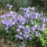 Phlox divaricata ‘Blue Moon’ growing in a garden and flowering in mid-April