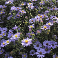 Raydon’s Favorite Aster flowering in a garden during the month of October