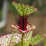 Sarracenia ‘Leah Wilkerson’ plant showing the front and back of its colorful lid