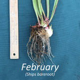 Sarracenia 'Leah Wilkerson' with roots and a ruler on a blue background, labeled 'February' for shipping 'bareroot'.