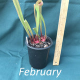Sarracenia ‘Leah Wilkerson' Pitcher Plant in a 4 x 5 in. (32 fl. oz.) nursery container during the month of February