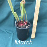 Sarracenia 'Leah Wilkerson' plant in a 4 in. wide x 5 in. deep container with a ruler next to it on a teal background, labeled 'March'.
