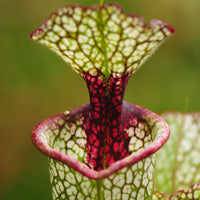 Sarracenia ‘Leah Wilkerson’ plant with its lime green, white, and burgundy leaves
