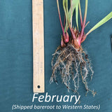 Plant with roots and green leaves next to a ruler on a blue background, with text indicating shipping details.