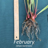 Sarracenia ;Night Sky' plant with roots and green leaves next to a ruler on a blue background, with text indicating ships 'bareroot' in 'February'.