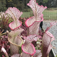 A group of Sarracenia leucophylla ‘Wilkerson’s Red Rocket’ pitchers
