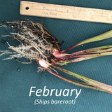Sarracenia leucophylla 'Wilkerson's Red Rocket' with roots and leaves, accompanied by a ruler and text indicating 'February' and 'Ships bareroot'.